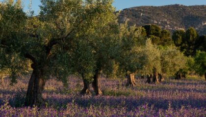 Giacenze di olio d'oliva in Italia