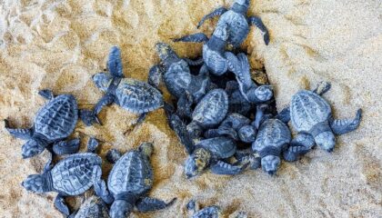 Nidi di Caretta caretta lungo le coste italiane