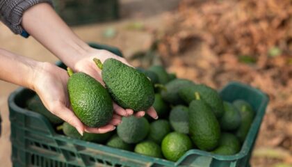 Produzione di avocado in Sicilia