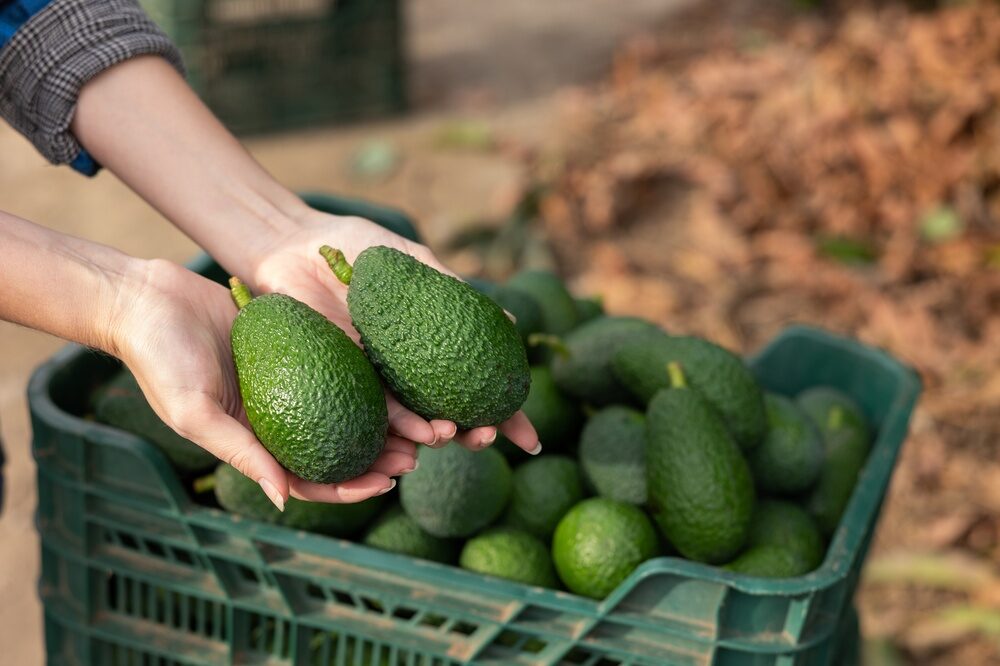 Produzione di avocado in Sicilia