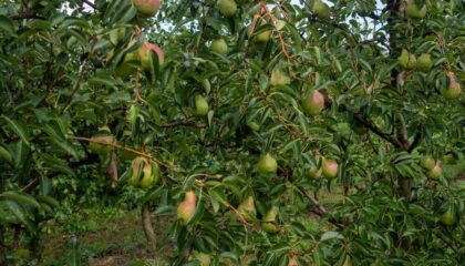 Pere italiane pronte per l'export